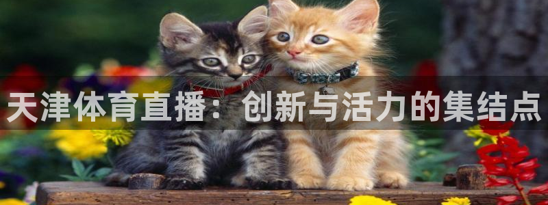 天津体育直播：创新与活力的集结点