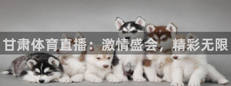 甘肃体育直播：激情盛会，精彩无限