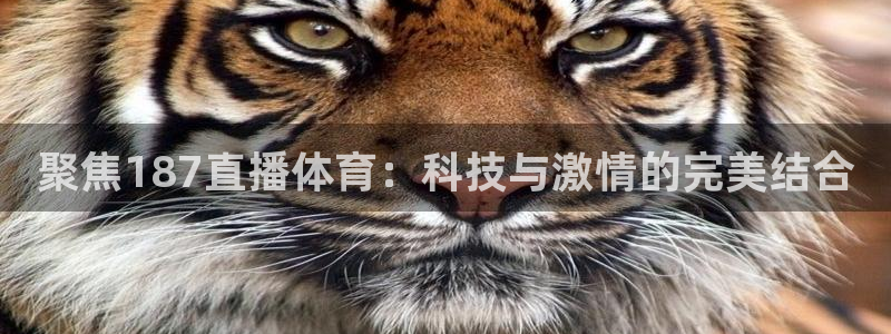 聚焦187直播体育：科技与激情的完美结合